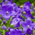 Barbara Joan (Auer) Schachnuk