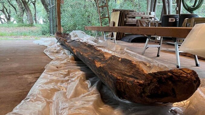 This dugout canoe will be stabilized and preserved before going on display at the Museum of the Southeast American Indian. (submitted)
