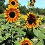 Trunk or Treat Guide 2022