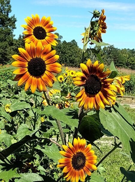 Trunk or Treat Guide 2022