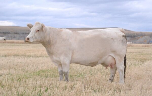 Charolais cow (file photo)