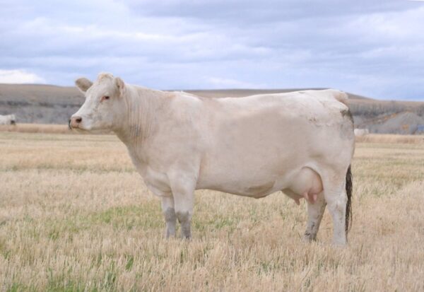 Charolais cow (file photo)