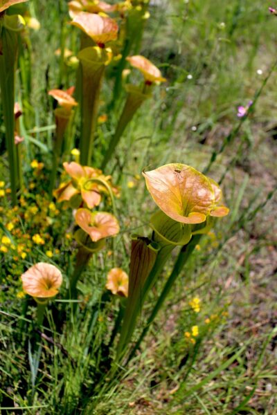 Green Swamp Pitcher plants