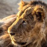 Shizzy's wildcat rescue