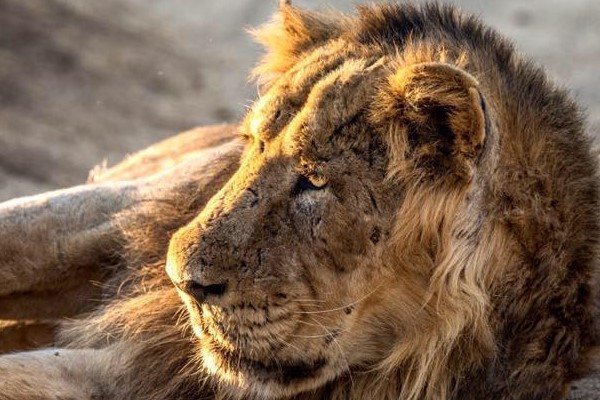 Shizzy's wildcat rescue