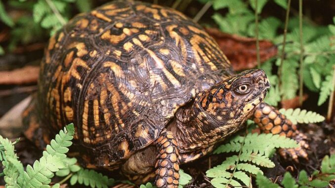 Turtle Turtle