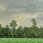 Smoke from the Pulp Road fire in the Green Swamp can be seen for miles. (Courtesy Katie Boyd)