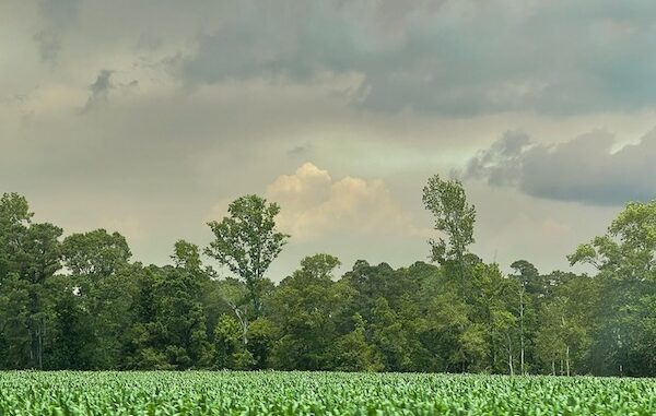 Smoke from the Pulp Road fire in the Green Swamp can be seen for miles. (Courtesy Katie Boyd)