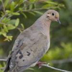 Mourning dove (NCWRC photo)