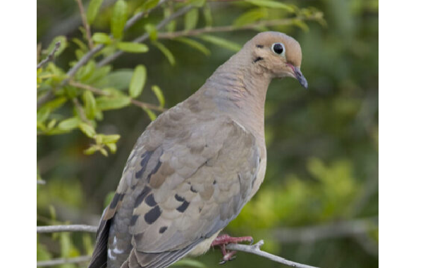 Mourning dove (NCWRC photo)