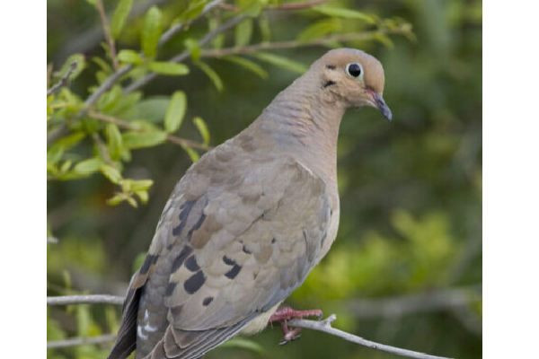Mourning dove (NCWRC photo)