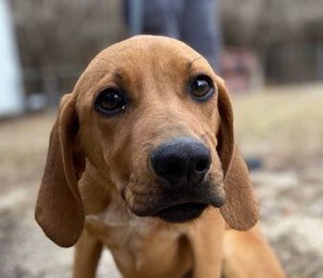 Animal Shelter Hits Capacity