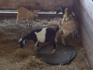 Goats from Comfort Creek