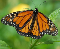 Butterfly2
