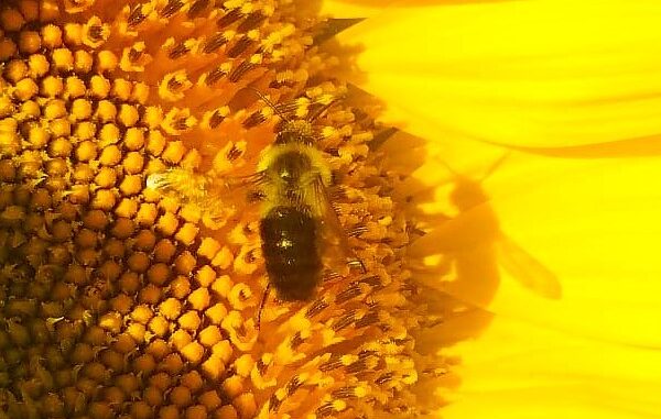 sunflower bees