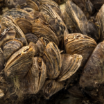 Zebra Mussels (WRC photo)