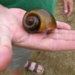 An apple snail found along the Lumber River. (WRC photo)