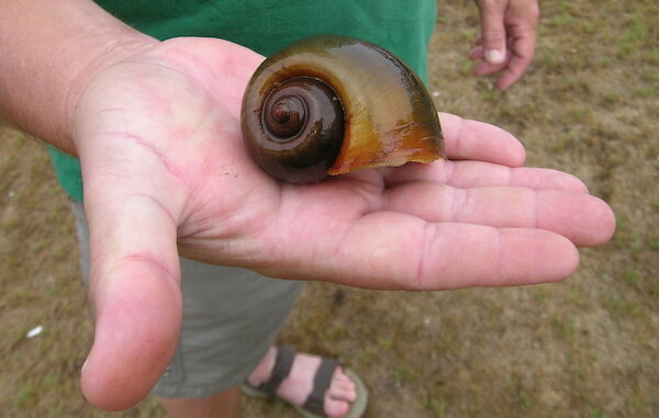 An apple snail found along the Lumber River. (WRC photo)
