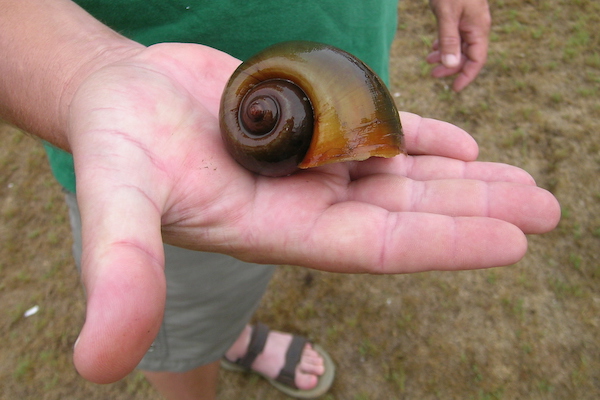 An apple snail found along the Lumber River. (WRC photo)