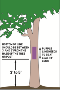 Example of marking a tree (NCWRC photo)