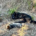 This black coyote was carrying a dead gray fox when it was shot by a hunter in Bladen county. (Reed Allen photo)