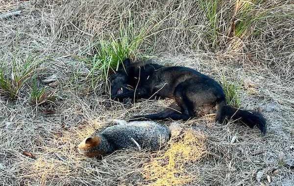 This black coyote was carrying a dead gray fox when it was shot by a hunter in Bladen county. (Reed Allen photo)