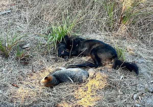 This black coyote was carrying a dead gray fox when it was shot by a hunter in Bladen county. (Reed Allen photo)
