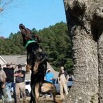 A black and tan coonhound jumps after spotting the the dangling coonhode during the treeing contest. Dogs were scored based on how many times they bark in one minute.