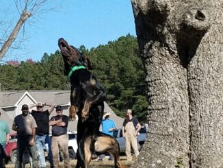 A black and tan coonhound jumps after spotting the the dangling coonhode during the treeing contest. Dogs were scored based on how many times they bark in one minute.