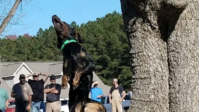 A black and tan coonhound jumps after spotting the the dangling coonhode during the treeing contest. Dogs were scored based on how many times they bark in one minute.