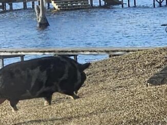 This wandering pig enjoyed a stroll along Lake Waccamaw and a lot of treats Thursday. (Submitted photo)