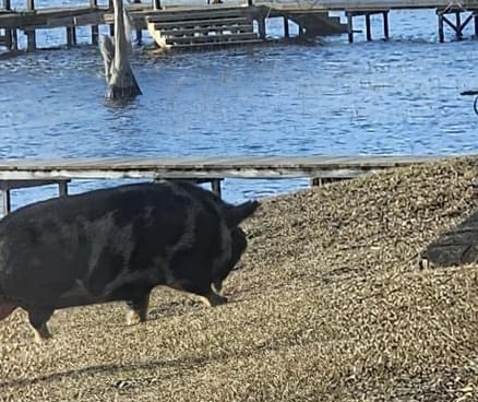 This wandering pig enjoyed a stroll along Lake Waccamaw and a lot of treats Thursday. (Submitted photo)
