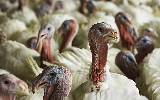 Turkey Farm Positive for HPAI