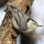 Tufted titmouse (Swamp Stewards)