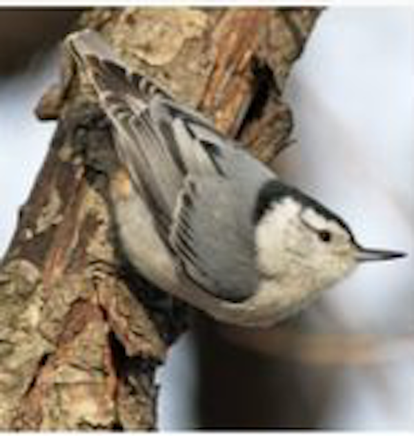 Tufted titmouse (Swamp Stewards)