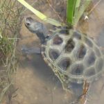 Diamondback Terrapins