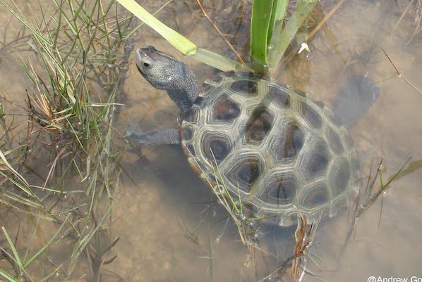 Diamondback Terrapins