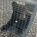 The injured Asheville bear cub en route to a rehabilitation center (NCWRC photo)