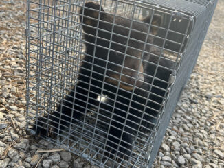 The injured Asheville bear cub en route to a rehabilitation center (NCWRC photo)