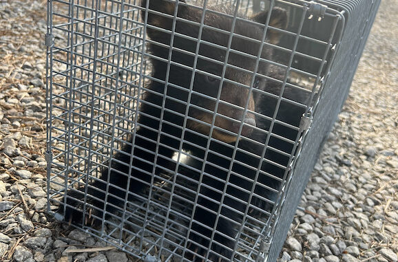 The injured Asheville bear cub en route to a rehabilitation center (NCWRC photo)