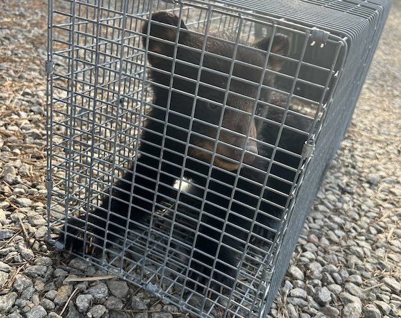 The injured Asheville bear cub en route to a rehabilitation center (NCWRC photo)