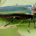 emerald ash borer (USDA)