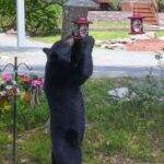 Bears easily adapt to urban environments, and are especially fond of sweets like hummingbird mix. (NCWRC Photo)