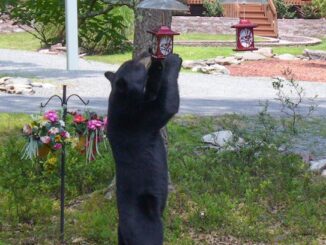 Bears easily adapt to urban environments, and are especially fond of sweets like hummingbird mix. (NCWRC Photo)