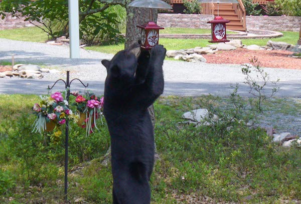 Bears easily adapt to urban environments, and are especially fond of sweets like hummingbird mix. (NCWRC Photo)