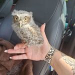 This screech owl chick and a sibling were rescued locally after this week's storms.