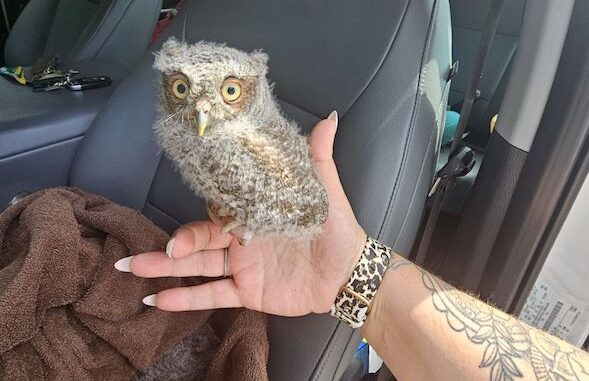 This screech owl chick and a sibling were rescued locally after this week's storms.
