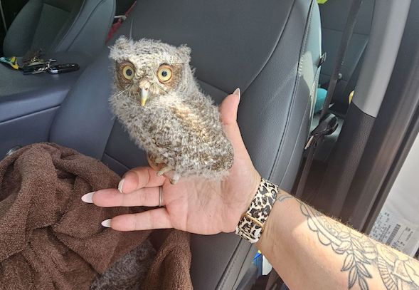 This screech owl chick and a sibling were rescued locally after this week's storms.