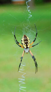 NC-StateBlack-yellow-garden-spider