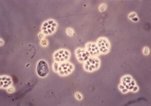 Spores of the microsporidian pathogen Kneallhazia solenopsae, a potential biocontrol of fire ants. (Photo by David Oi)